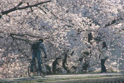 20090409sakura1.jpg