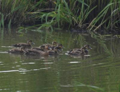 20090620karugamofamily.jpg