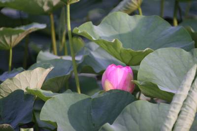 20090627lotus.jpg