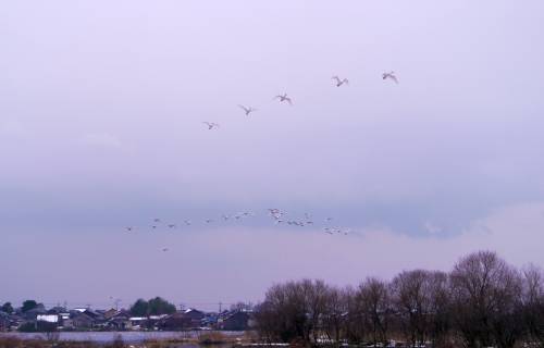 20110115-1.jpg