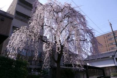 20110410-2.jpg